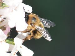 Anthophora furcata