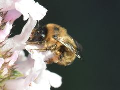 Anthophora furcata