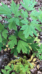 Lamprocapnos spectabilis