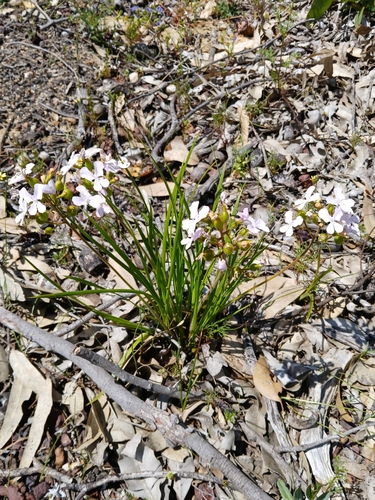 Stylidium affine (Stylidium affine)