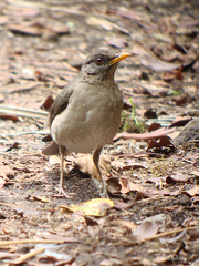 Turdus pelios nigrilorum