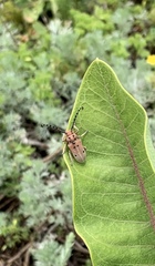Tetraopes annulatus