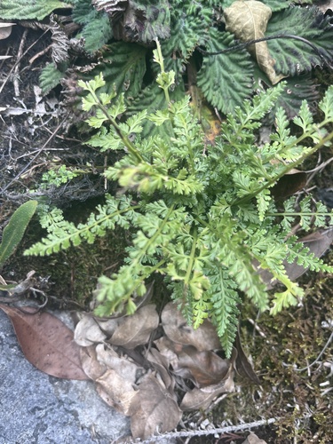 Beijing spleenwort