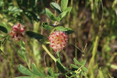 Glycyrrhiza echinata