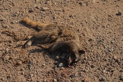 Procyon lotor insularis