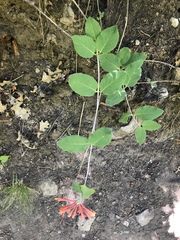 Lonicera arizonica