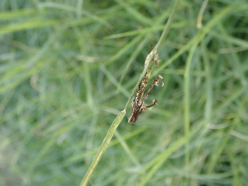 Bermuda grass smut