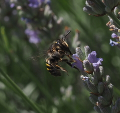 Anthidium septemspinosum