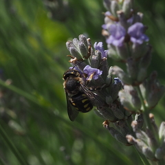 Anthidium septemspinosum