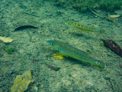 Gestreepte snoekcichlide (Crenicichla vittata) — Cichlidae