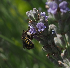 Anthidium septemspinosum