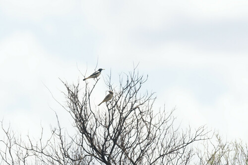 Pied Honeyeater (Certhionyx variegatus), photo 7