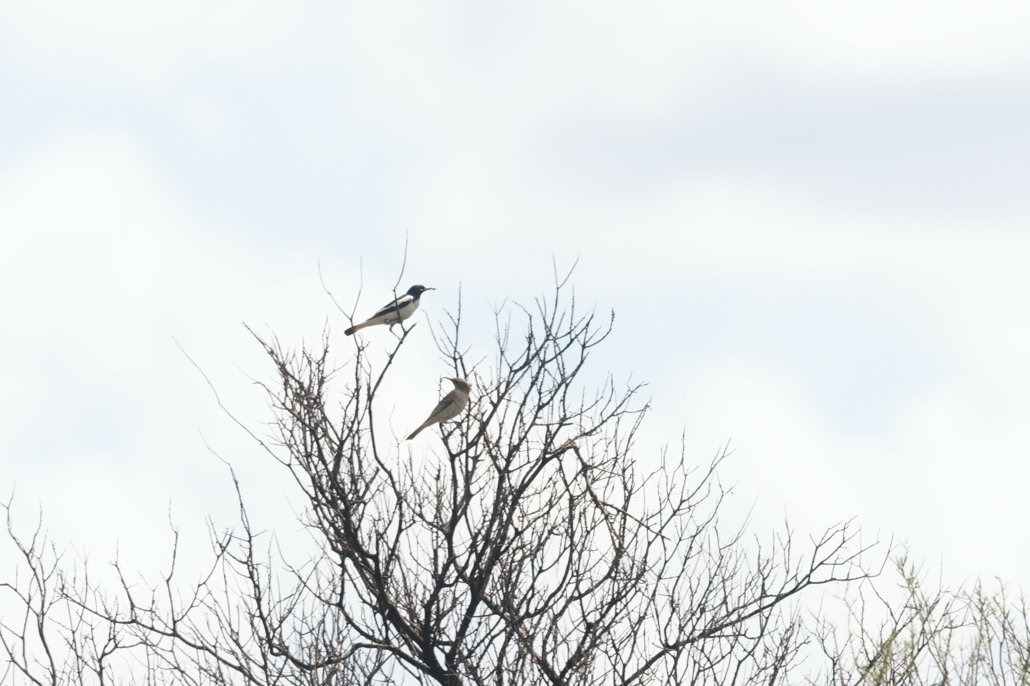Pied Honeyeater (Certhionyx variegatus), photo 8