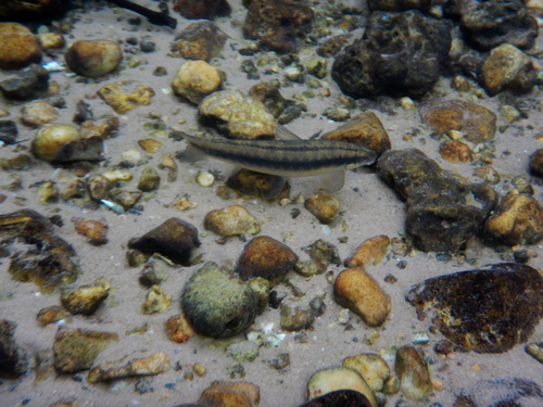Largenose darter tetra (Parodon nasus) — Parodontidae — 4