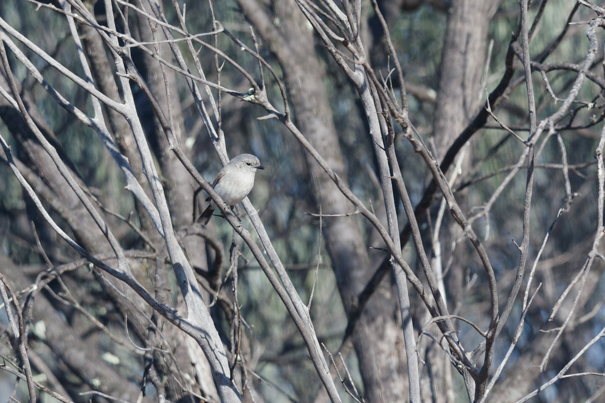 Slaty-backed Thornbill (Acanthiza robustirostris), photo 2