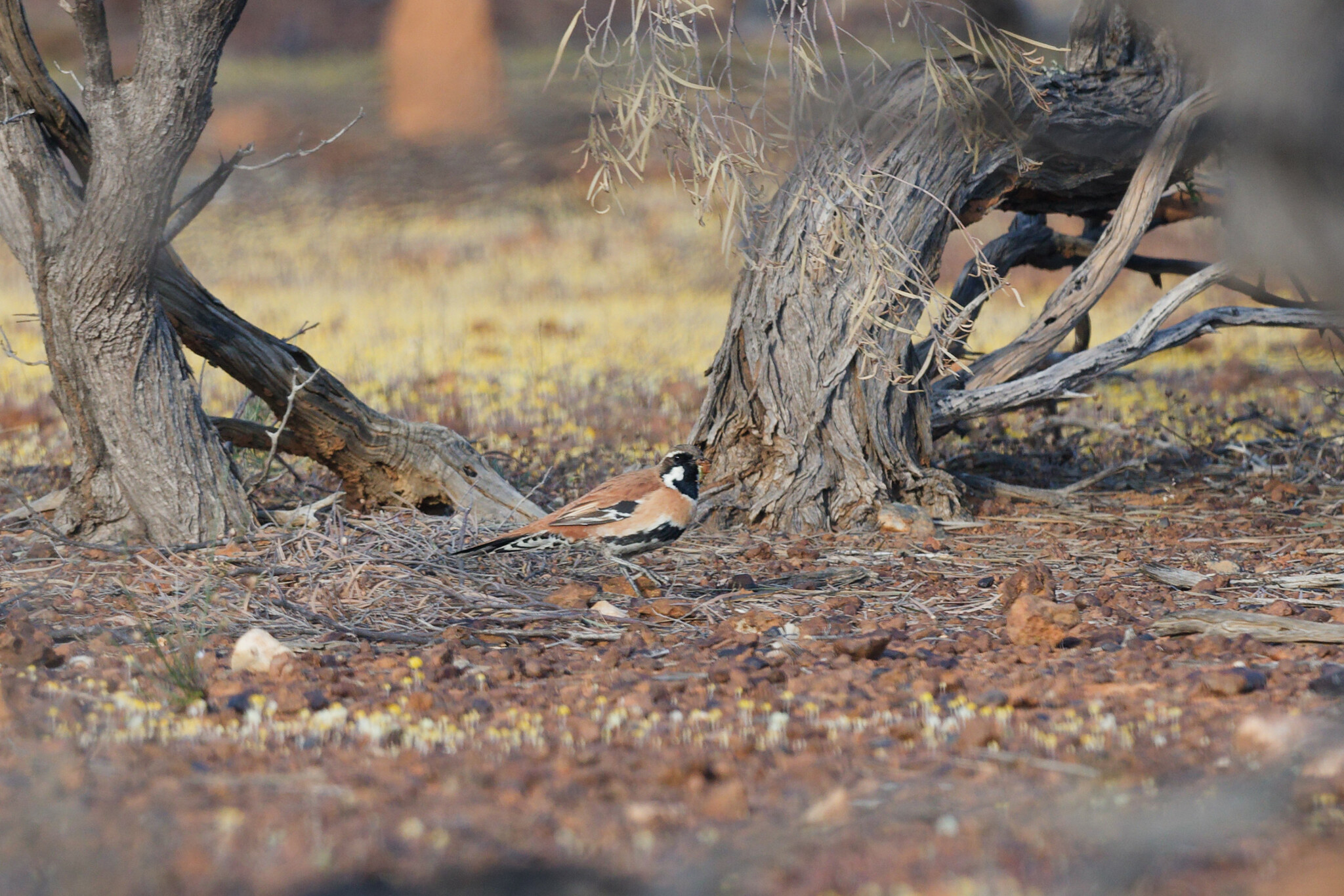 Western Quail-thrush (Cinclosoma marginatum), photo 4