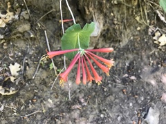 Lonicera arizonica