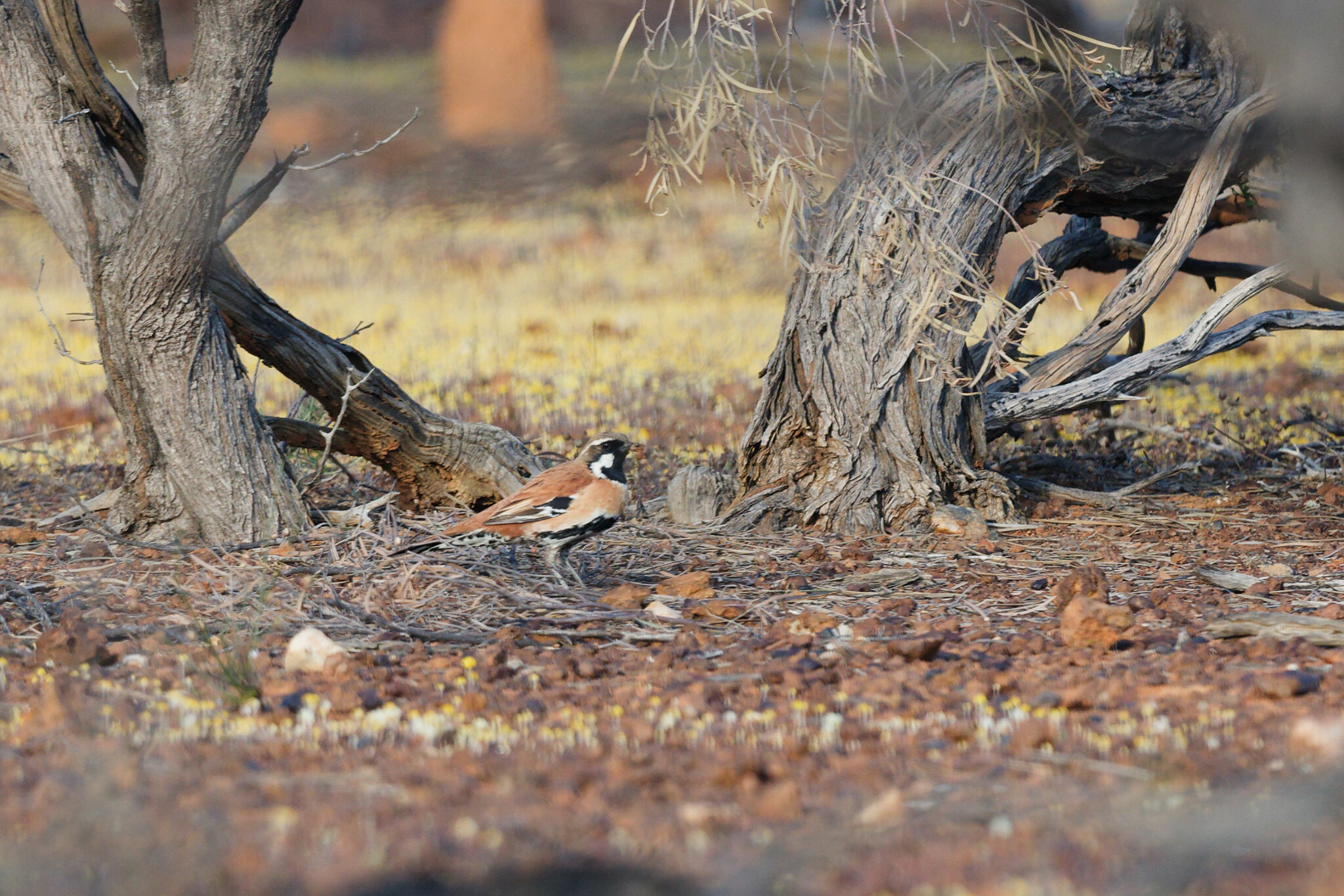 Western Quail-thrush (Cinclosoma marginatum), photo 1