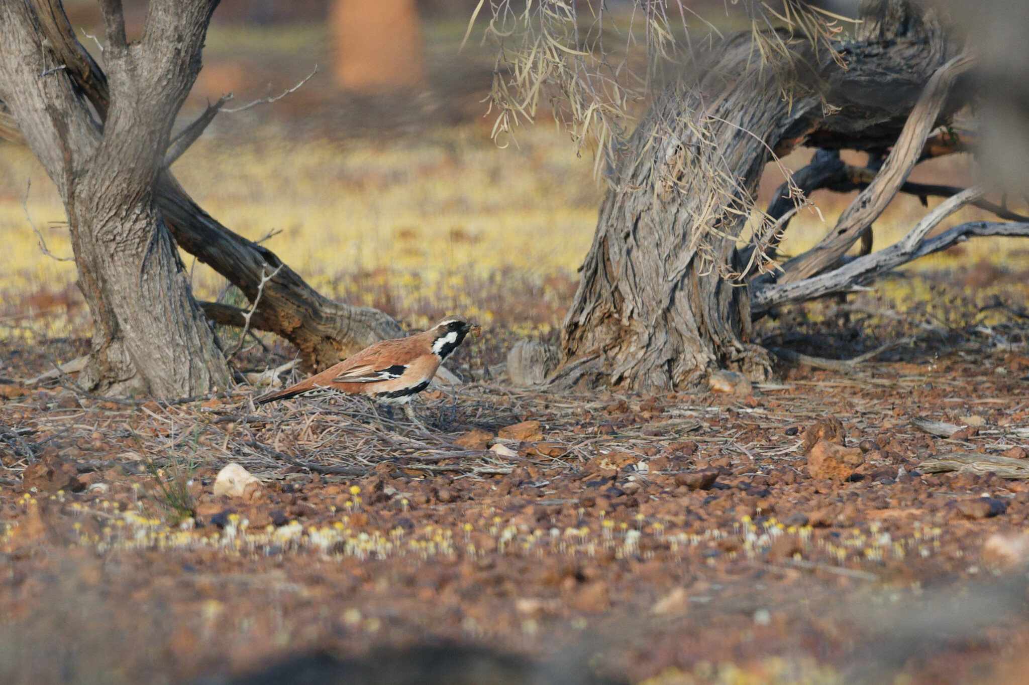 Western Quail-thrush (Cinclosoma marginatum), photo 2