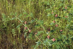 Glycyrrhiza echinata