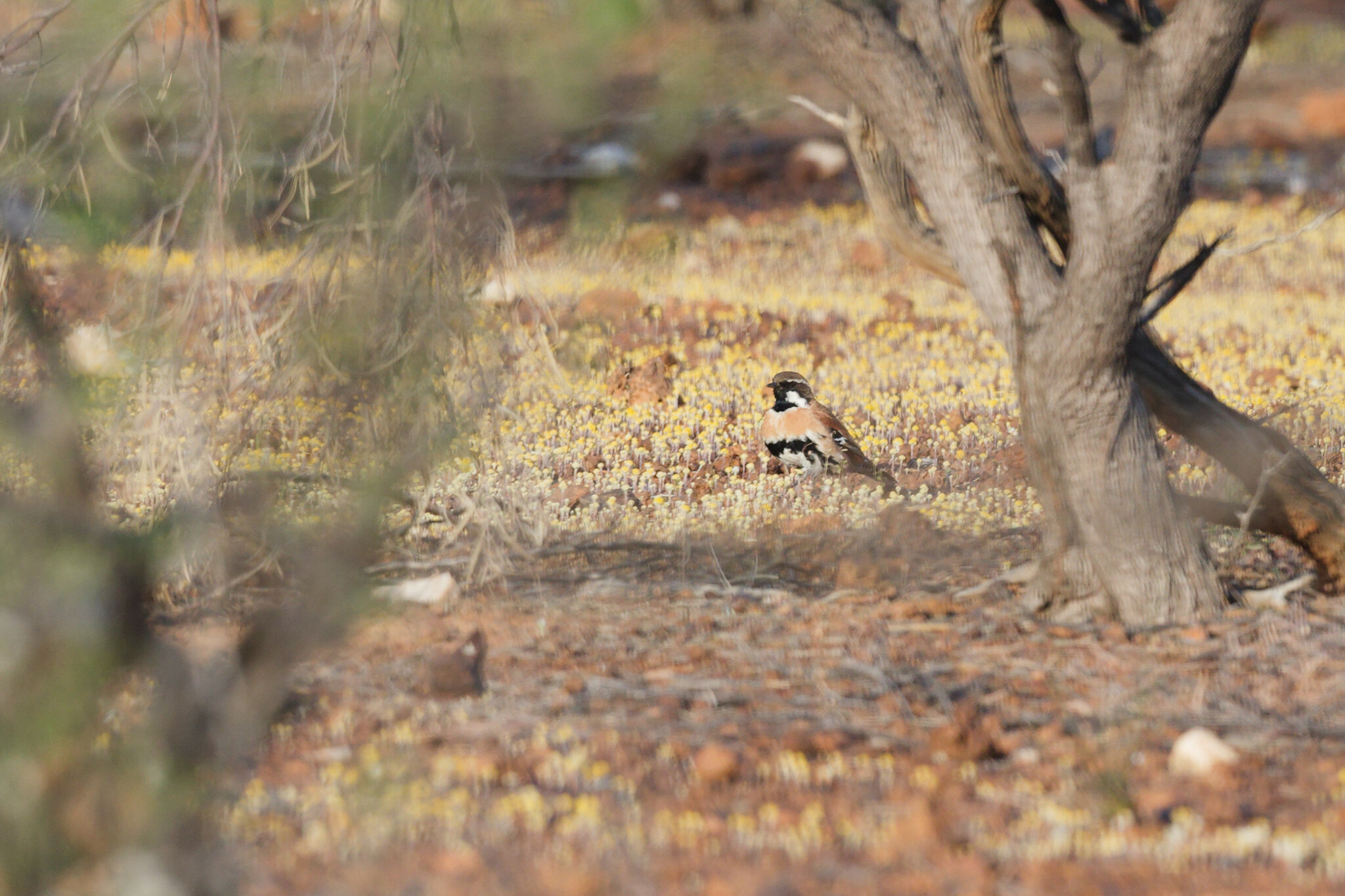 Western Quail-thrush (Cinclosoma marginatum), photo 3