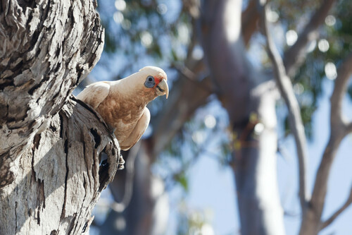 Western Corella (Cacatua pastinator), photo 4