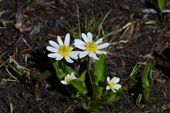 Caltha leptosepala