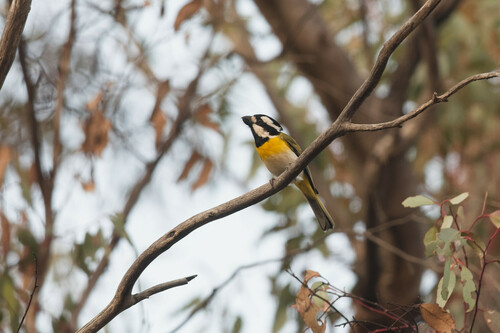 Western Shriketit (Falcunculus leucogaster), photo 5
