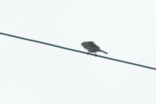 Red-eared Firetail (Stagonopleura oculata), photo 9