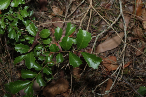 Image of Cupaniopsis shirleyana by (c) Greg Tasney, some rights reserved (CC BY-SA)
