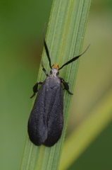 Dichomeris nonstrigella