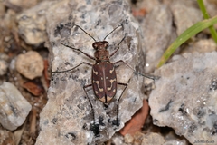 Lophyra flexuosa