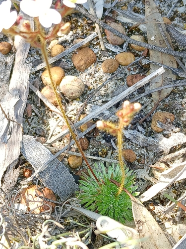 Image of Stylidium ciliatum by (c) naturewatchwidow, some rights reserved (CC BY)