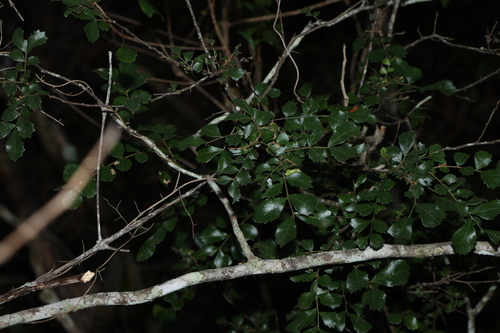 Image of Cupaniopsis shirleyana by (c) Greg Tasney, some rights reserved (CC BY-SA)