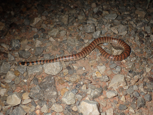 Narrow-banded Shovel-nosed Snake