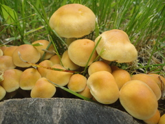 Hypholoma capnoides