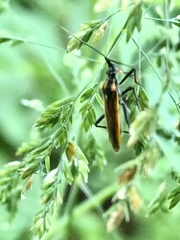 Leptopterna dolabrata