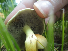 Hypholoma capnoides