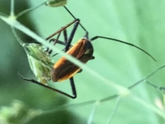 Leptopterna dolabrata