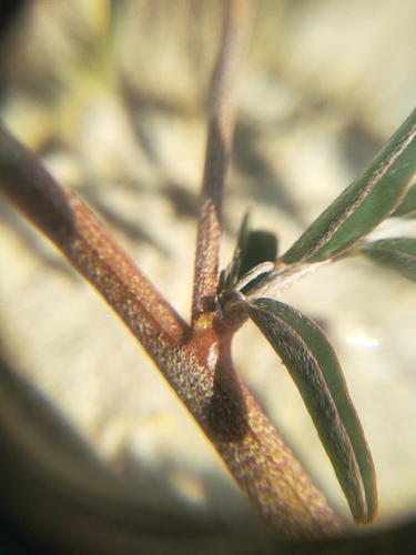 Image of Lessertia argentea by (c) De Waal Hugo, some rights reserved (CC BY)