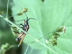 Leptopterna dolabrata