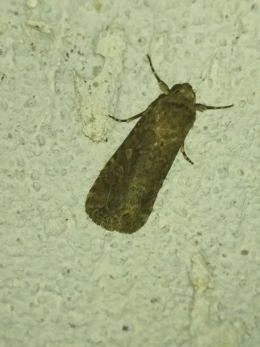 Photo of Beet Armyworm Moth (Spodoptera exigua)