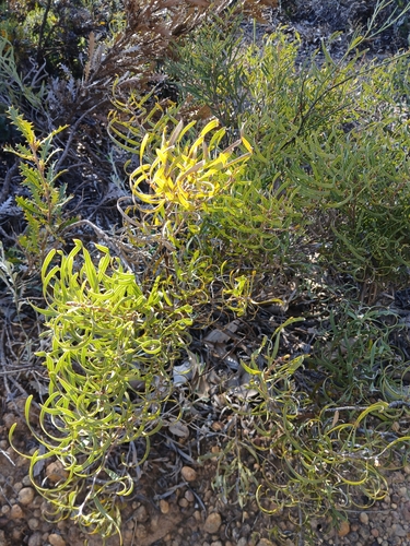Image of Hakea stenocarpa by (c) naturewatchwidow, some rights reserved (CC BY)