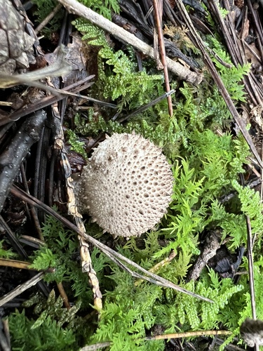 Lycoperdon perlatum