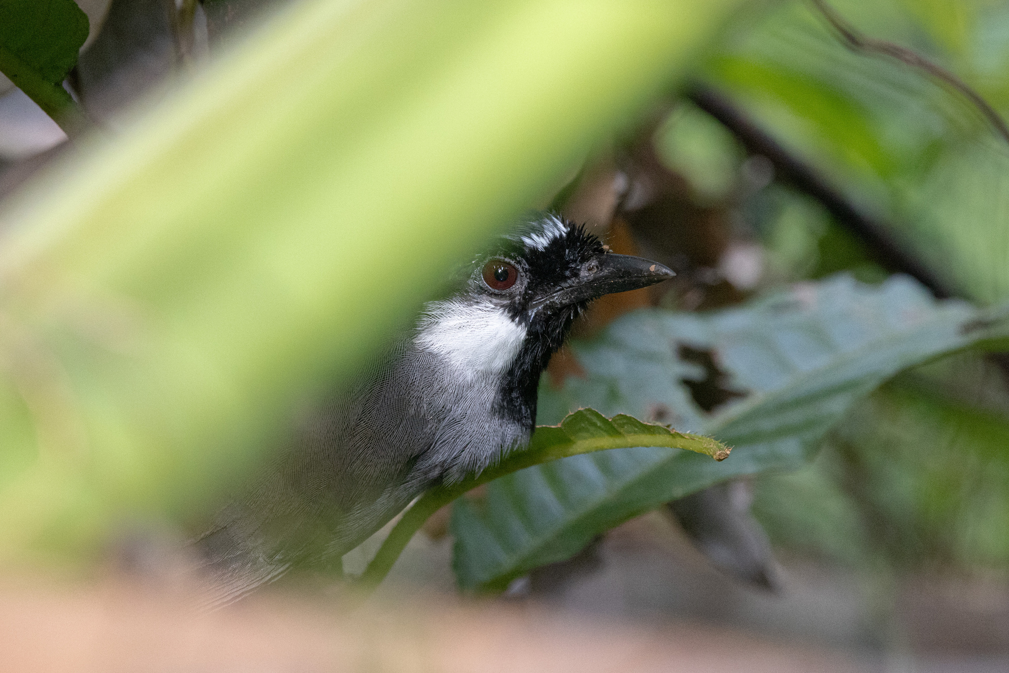Black-throated Laughingthrush