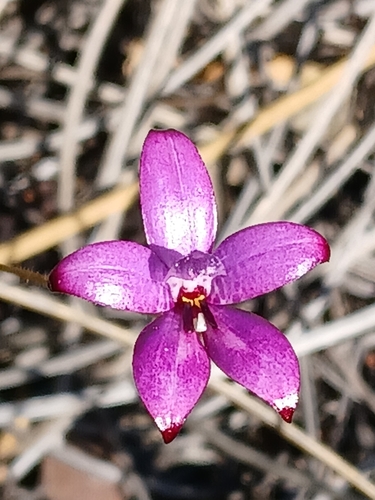 Image of Elythranthera emarginata by (c) naturewatchwidow, some rights reserved (CC BY)