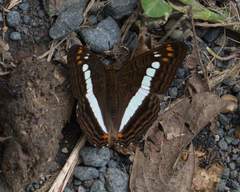 Adelpha alala