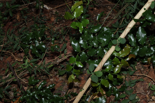 Image of Ventilago pubiflora by (c) Greg Tasney, some rights reserved (CC BY-SA)