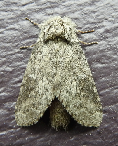 Variable Oakleaf Caterpillar Moth