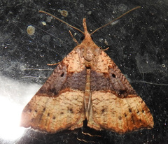 Hypena edictalis